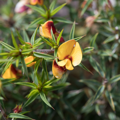 Pultenaea acerosa