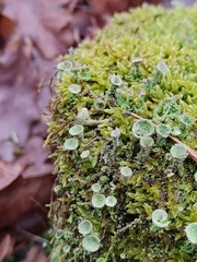 Cladonia fimbriata