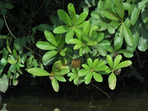 Pachira insignis (Sw.) Sw. ex Savigny