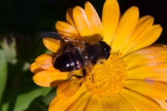 Eristalis tenax