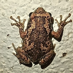 Uperodon taprobanicus