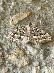 Chrysolarentia subrectaria