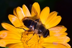 Eristalis tenax