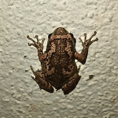 Uperodon taprobanicus