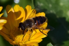 Eristalis tenax