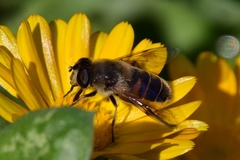 Eristalis tenax
