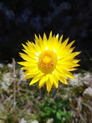 Xerochrysum subundulatum