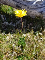 Xerochrysum subundulatum
