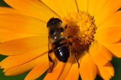 Eristalis tenax