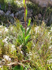 Xerochrysum subundulatum