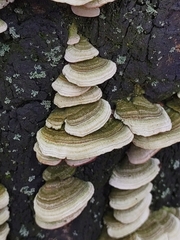 Trametes versicolor