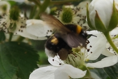 Bombus