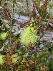 Melaleuca virens
