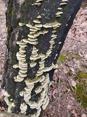 Trametes versicolor