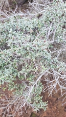 Ceanothus foliosus