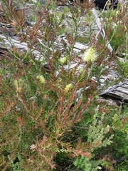 Melaleuca virens