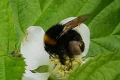 Bombus
