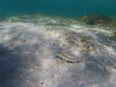 Mullus barbatus ponticus