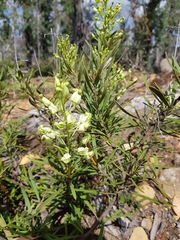 Lomatia polymorpha