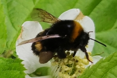 Bombus