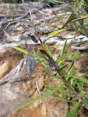 Lomatia polymorpha