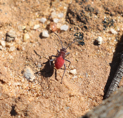Leptocoris mitellatus