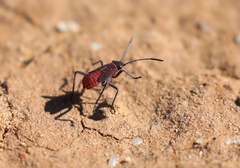 Leptocoris mitellatus
