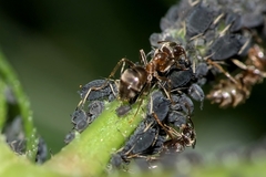 Lasius