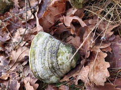 Fomes fomentarius