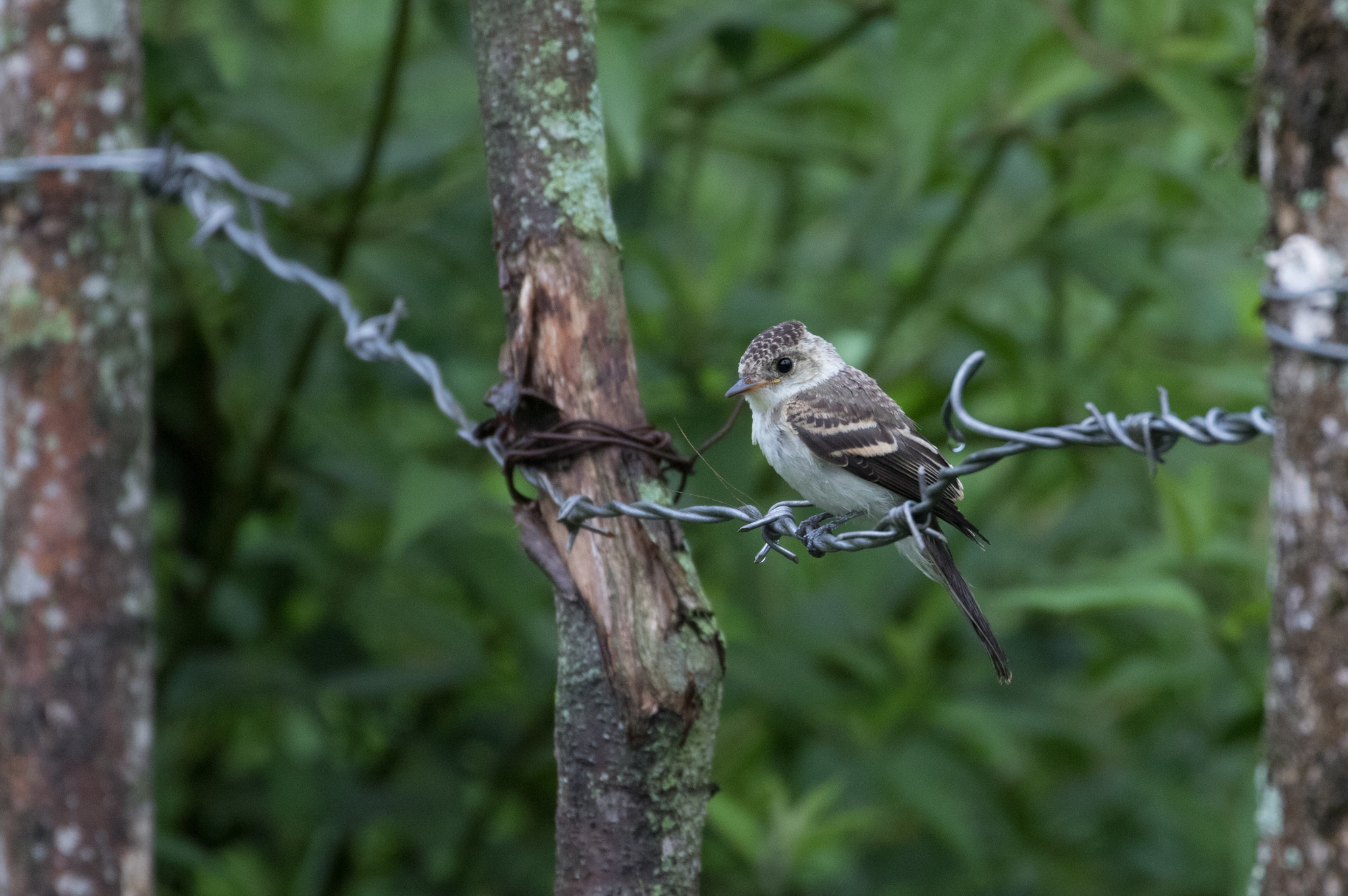 Northern Tropical Pewee (Contopus bogotensis)