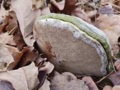 Fomes fomentarius