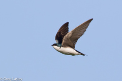 Tree Swallow photo 3