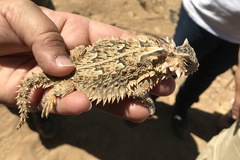 Phrynosoma coronatum