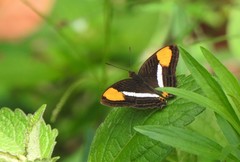 Adelpha syma