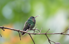 Saucerottia cyanifrons