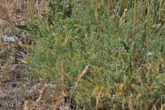 Astragalus argophyllus argophyllus