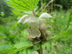 Lamium album barbatum