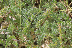 Astragalus argophyllus argophyllus