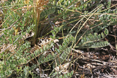Astragalus argophyllus argophyllus