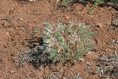 Astragalus argophyllus argophyllus