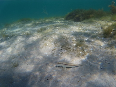 Mullus barbatus ponticus