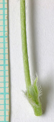 Astragalus argophyllus argophyllus