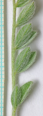 Astragalus argophyllus argophyllus