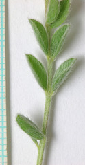 Astragalus argophyllus argophyllus