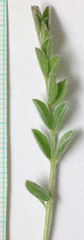 Astragalus argophyllus argophyllus
