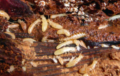 Stolotermes ruficeps