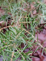 Juniperus communis