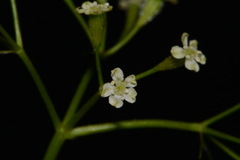 Osmorhiza depauperata