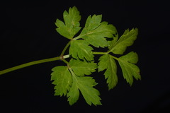 Osmorhiza depauperata