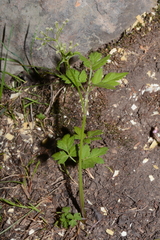 Osmorhiza depauperata